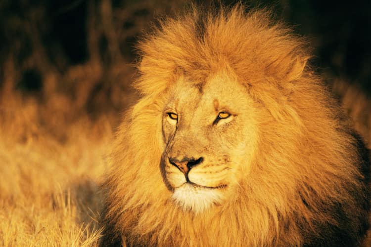 Qué significa soñar con leones - Las interpretación de los sueños más  completo